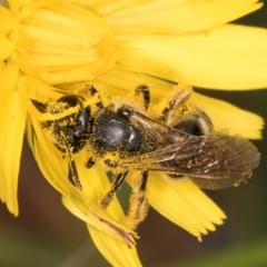 Lasioglossum (Chilalictus) sp. (genus & subgenus) at McKellar, ACT - 9 Jan 2024 12:17 PM