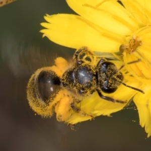 Lasioglossum (Chilalictus) sp. (genus & subgenus) at McKellar, ACT - 9 Jan 2024