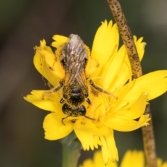 Lasioglossum (Chilalictus) sp. (genus & subgenus) at McKellar, ACT - 9 Jan 2024