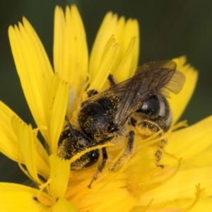 Lasioglossum (Chilalictus) sp. (genus & subgenus) at McKellar, ACT - 9 Jan 2024