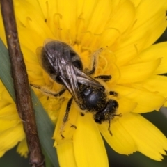 Lasioglossum (Chilalictus) sp. (genus & subgenus) at McKellar, ACT - 9 Jan 2024