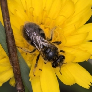 Lasioglossum (Chilalictus) sp. (genus & subgenus) at Croke Place Grassland (CPG) - 9 Jan 2024