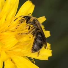 Lasioglossum (Chilalictus) sp. (genus & subgenus) at McKellar, ACT - 9 Jan 2024