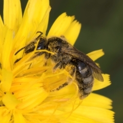 Lasioglossum (Chilalictus) sp. (genus & subgenus) at McKellar, ACT - 9 Jan 2024