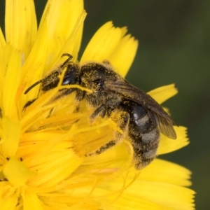 Lasioglossum (Chilalictus) sp. (genus & subgenus) at McKellar, ACT - 9 Jan 2024