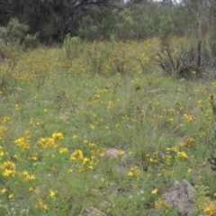 Hypericum perforatum (St John's Wort) at Conder, ACT - 7 Jan 2024 by michaelb