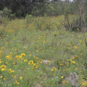 Hypericum perforatum at Tuggeranong Hill - 7 Jan 2024