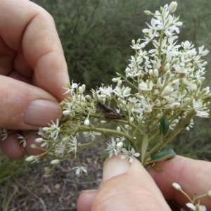 Phaulacridium vittatum at QPRC LGA - 10 Jan 2024