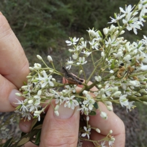 Phaulacridium vittatum at QPRC LGA - 10 Jan 2024 08:15 AM