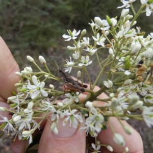 Phaulacridium vittatum at QPRC LGA - 10 Jan 2024