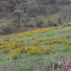 Hypericum perforatum (St John's Wort) at Conder, ACT - 7 Jan 2024 by michaelb