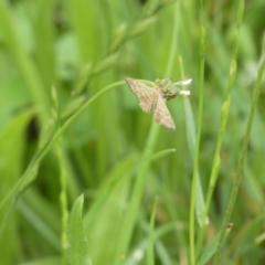 Scopula rubraria (Reddish Wave, Plantain Moth) at Queanbeyan West, NSW - 9 Jan 2024 by Paul4K