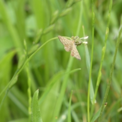 Scopula rubraria (Reddish Wave, Plantain Moth) at Bicentennial Park - 10 Jan 2024 by Paul4K