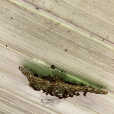 Unverified Insect at Allynbrook, NSW - 10 Jan 2024 by Pk13342