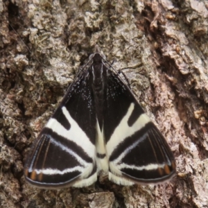 Phrataria bijugata at Upper Stranger Pond - 6 Jan 2024 04:38 PM