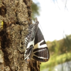 Phrataria bijugata at Upper Stranger Pond - 6 Jan 2024 04:38 PM