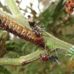 Iridomyrmex purpureus (Meat Ant) at Mount Ainslie - 6 Jan 2024 by Christine