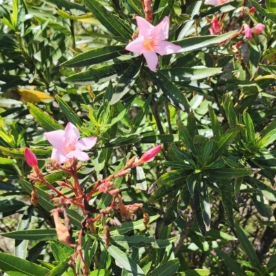 Nerium oleander (Oleander) at Aranda, ACT - 9 Jan 2024 by Steve818