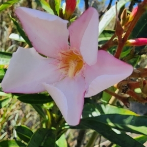 Nerium oleander at Aranda, ACT - 10 Jan 2024 10:48 AM