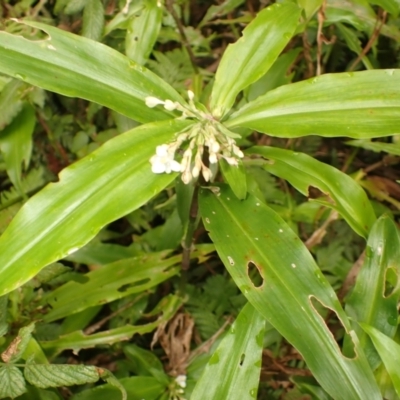 Pollia crispata (Pollia) at Jamberoo, NSW - 10 Jan 2024 by plants