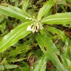 Pollia crispata (Pollia) at Budderoo National Park - 9 Jan 2024 by plants