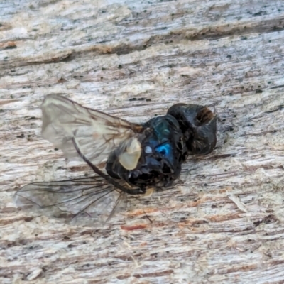 Tachinidae (family) (Unidentified Bristle fly) at Page, ACT - 10 Jan 2024 by CattleDog