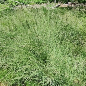 Eragrostis curvula at Kenny, ACT - 10 Jan 2024