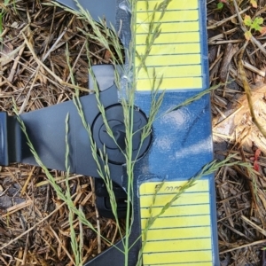 Eragrostis curvula at Kenny, ACT - 10 Jan 2024 12:52 PM