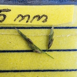 Eragrostis curvula at Kenny, ACT - 10 Jan 2024