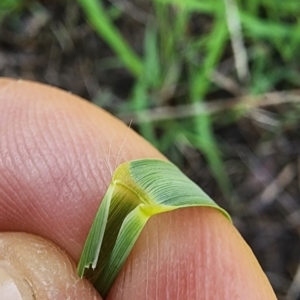 Eragrostis curvula at Kenny, ACT - 10 Jan 2024