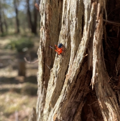 Nicodamidae (family) (Red and Black Spider) at Braidwood, NSW - 17 Oct 2023 by MelitaMilner