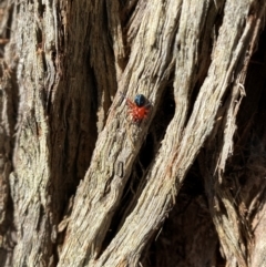 Nicodamidae (family) at QPRC LGA - suppressed