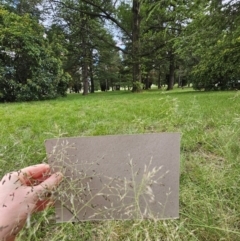 Eragrostis curvula (African Lovegrass) at City Renewal Authority Area - 9 Jan 2024 by beetonsophie