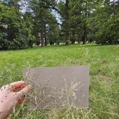 Eragrostis curvula (African Lovegrass) at Braddon, ACT - 9 Jan 2024 by beetonsophie