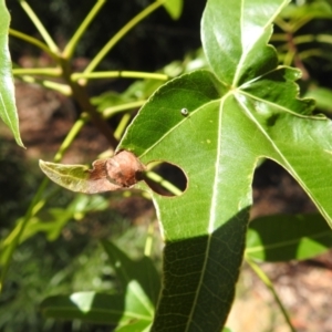 Netrocoryne repanda at GG177 - 10 Jan 2024