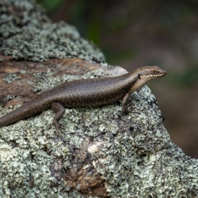 Egernia striolata (Tree Skink) at Weddin Mountains National Park - 4 Jan 2024 by trevsci