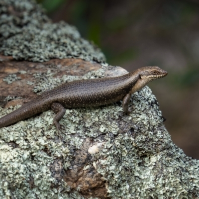 Egernia striolata at Weddin Mountains National Park - 3 Jan 2024 by trevsci