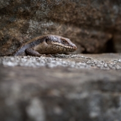 Egernia striolata at Weddin Mountains National Park - 4 Jan 2024 09:51 AM