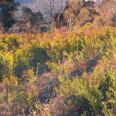 Hypericum perforatum (St John's Wort) at Kambah, ACT - 27 Nov 2023 by michaelb