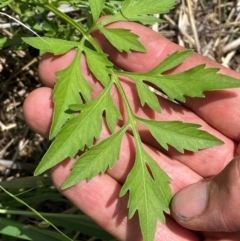 Bidens subalternans at Kama - 10 Jan 2024