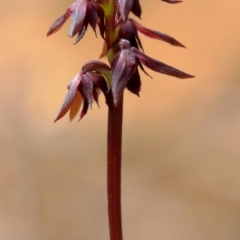 Corunastylis woollsii (Dark Midge Orchid) at Robertson - 9 Jan 2024 by Snowflake