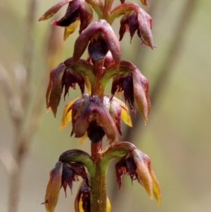 Corunastylis woollsii at Robertson - 10 Jan 2024