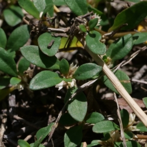 Alternanthera sp. A Flora of NSW (M. Gray 5187) J. Palmer at Higgins Woodland - 10 Jan 2024