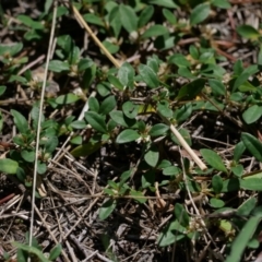 Alternanthera sp. A Flora of NSW (M. Gray 5187) J. Palmer at Higgins Woodland - 10 Jan 2024