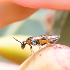 Lophyrotoma analis (Sawfly, Dock Sawfly) at ANBG - 9 Jan 2024 by Roger