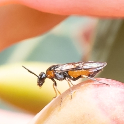 Lophyrotoma analis (Sawfly, Dock Sawfly) at ANBG - 9 Jan 2024 by Roger