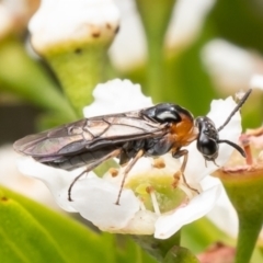 Pergidae sp. (family) (Unidentified Sawfly) at ANBG - 9 Jan 2024 by Roger