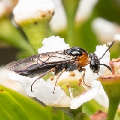 Pergidae sp. (family) (Unidentified Sawfly) at Acton, ACT - 9 Jan 2024 by Roger