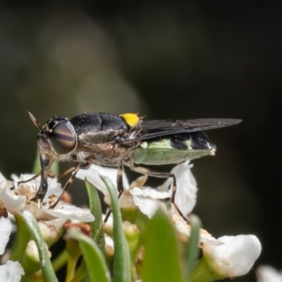 Odontomyia hunteri (Soldier fly) at Acton, ACT - 9 Jan 2024 by Roger