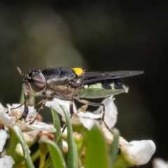 Odontomyia hunteri (Soldier fly) at ANBG - 9 Jan 2024 by Roger